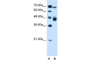 WB Suggested Anti-NR2F6 Antibody Titration:  0. (NR2F6 antibody  (N-Term))