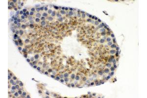 Anti- UPF3B/RENT3B Picoband antibody, IHC(P) IHC(P): Mouse Testis Tissue (UPF3B antibody  (C-Term))