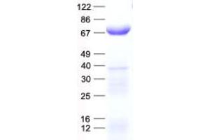 CCT4 Protein (His tag)