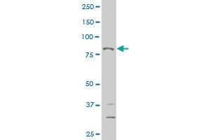 THRAP5 monoclonal antibody (M03), clone 3B10 Western Blot analysis of THRAP5 expression in Hela S3 NE . (MED16 antibody  (AA 1-110))