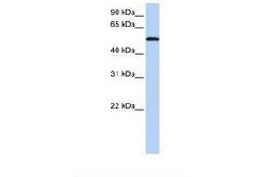 Image no. 1 for anti-Sialic Acid Binding Ig-Like Lectin 6 (SIGLEC6) (AA 74-123) antibody (ABIN6738011) (SIGLEC6 antibody  (AA 74-123))