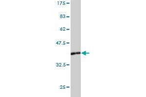 Western Blot detection against Immunogen (36. (LDHAL6B antibody  (AA 282-381))