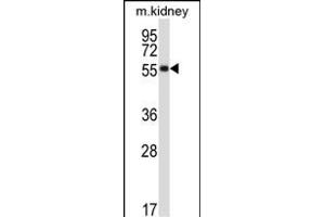 SSTR1 Antibody (C-term) (ABIN657958 and ABIN2846903) western blot analysis in mouse kidney tissue lysates (35 μg/lane).