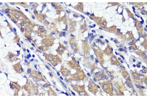 UBL3 antibody