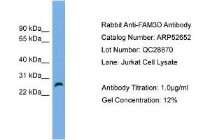 WB Suggested Anti-FAM3D  Antibody Titration: 0. (FAM3D antibody  (Middle Region))