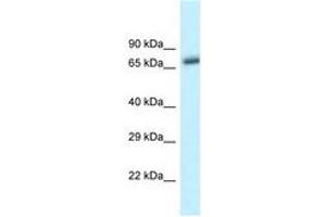Image no. 1 for anti-beta-Transducin Repeat Containing (BTRC) (C-Term) antibody (ABIN6747614) (BTRC antibody  (C-Term))