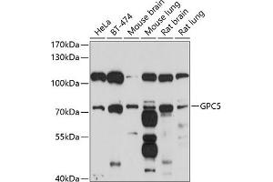 Western blot analysis of extracts of various cell lines, using GPC5 antibody (ABIN6127989, ABIN6141313, ABIN6141314 and ABIN6214656) at 1:1000 dilution. (GPC5 antibody  (AA 320-550))