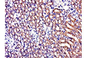 Paraformaldehyde-fixed, paraffin embedded rat kidney, Antigen retrieval by boiling in sodium citrate buffer (pH6. (IBA57 antibody  (AA 131-230))