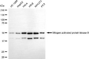Western blotting analysis using mitogen-activated protein kinase 9 antibody (ABIN7799458).