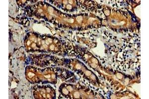 Immunohistochemistry (IHC) image for anti-Lactate Dehydrogenase C (LDHC) (AA 2-332) antibody (ABIN7157798)