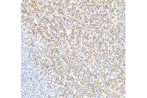 Immunohistochemistry (IHC) image for anti-CD16 (CD16) (AA 21-201) antibody (ABIN7449423) (Recombinant CD16 antibody  (AA 21-201))