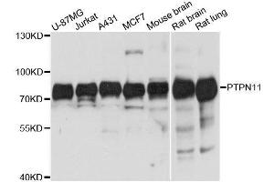 Western blot analysis of extracts of various cell lines, using PTPN11 antibody. (PTPN11 antibody  (AA 1-460))