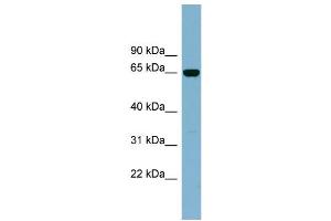 WB Suggested Anti-IL22RA1 Antibody Titration:  0.