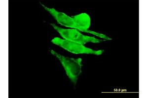 Immunofluorescence of purified MaxPab antibody to RAPGEF1 on HeLa cell. (GRF2 antibody  (AA 1-1095))