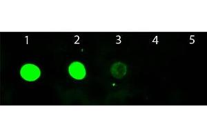 Dot Blot of Chicken anti-Goat IgG Antibody Fluorescein Conjugated. (Chicken anti-Goat IgG (Heavy & Light Chain) Antibody (FITC) - Preadsorbed)