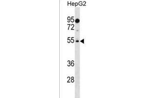 PREF18 Antibody (Center) (ABIN1537855 and ABIN2838252) western blot analysis in HepG2 cell line lysates (35 μg/lane). (PRAMEF18 antibody  (AA 141-168))