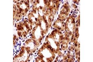 PAX7 antibody immunohistochemistry analysis in formalin fixed and paraffin embedded human stomach tissue (PAX7 antibody  (AA 181-210))