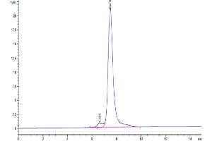 The purity of Human CLEC14A is greater than 95 % as determined by SEC-HPLC. (CLEC14A Protein (AA 22-397) (His tag))