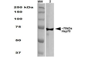 Western Blot analysis of Human Embryonic kidney epithelial cell line (HEK293) lysates showing detection of ~70 kDa Hsp70 protein using Mouse Anti-Hsp70 Monoclonal Antibody, Clone 1.