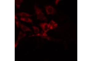 ABIN6272444 staining 293 by IF/ICC. (SERINC3 antibody  (C-Term))