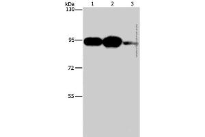 Western Blot analysis of Mouse stomach tissue, 293T and Jurkat cell using PLA2G4B Polyclonal Antibody at dilution of 1:1400 (PLA2G4B antibody)