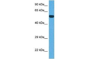 Western Blotting (WB) image for anti-Interferon Regulatory Factor 8 (IRF8) (N-Term) antibody (ABIN2792611)