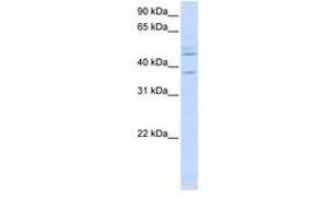 Image no. 1 for anti-Replication Factor C (Activator 1) 3, 38kDa (RFC3) (C-Term) antibody (ABIN6738210) (RFC3 antibody  (C-Term))