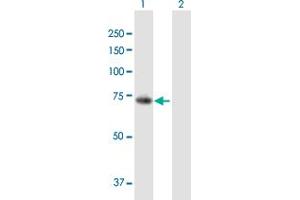 Western Blot analysis of PADI6 expression in transfected 293T cell line by PADI6 MaxPab polyclonal antibody. (PADI6 antibody  (AA 1-694))