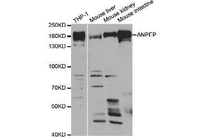Western blot analysis of extracts of various cell lines, using ANPEP antibody. (CD13 antibody  (AA 668-967))