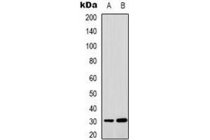 Western blot analysis of MTIF3 expression in HepG2 (A), HUVEC (B) whole cell lysates. (MTIF3 antibody)