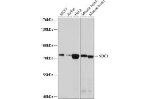 Western blot analysis of extracts of various cell lines, using NDC1 antibody (ABIN7270966) at 1:1000 dilution. (TMEM48 antibody  (AA 340-530))