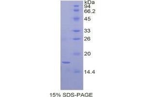 SDS-PAGE analysis of Dog BDNF Protein. (BDNF Protein)