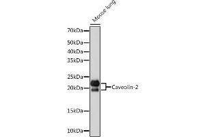 Western blot analysis of extracts of Mouse lung, using Caveolin-2 Rabbit mAb (ABIN7266155) at 1:1000 dilution. (Caveolin 2 antibody)