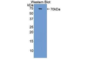 Western Blotting (WB) image for anti-Collagen, Type III, alpha 1 (COL3A1) (AA 1059-1466) antibody (ABIN1858456) (COL3A1 antibody  (AA 1059-1466))