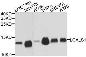 Western blot analysis of extracts of various cell lines, using LGALS1 antibody. (LGALS1/Galectin 1 antibody  (AA 1-135))