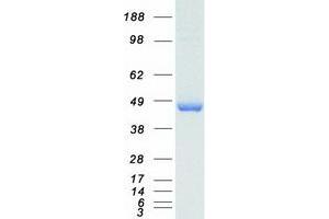 Validation with Western Blot (PPID Protein (Myc-DYKDDDDK Tag))