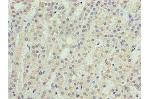 Immunohistochemistry of paraffin-embedded human adrenal gland tissue using ABIN7166197 at dilution of 1:100 (SEC16B antibody  (AA 5-304))
