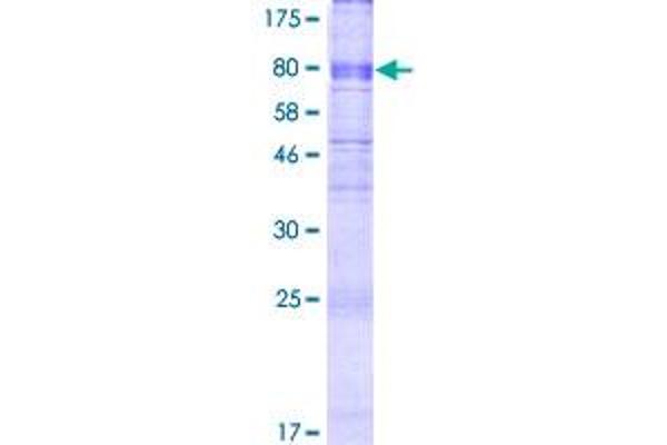 MFSD6 Protein (AA 1-463) (GST tag)