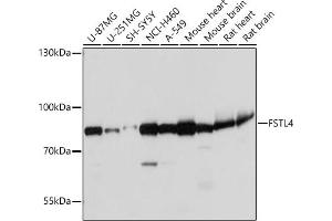 Western blot analysis of extracts of various cell lines, using FSTL4 antibody (ABIN7267228) at 1:1000 dilution. (FSTL4 antibody)