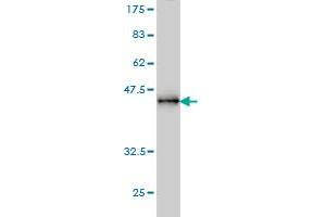 Western Blot detection against Immunogen (37. (PPM1D antibody  (AA 496-605))