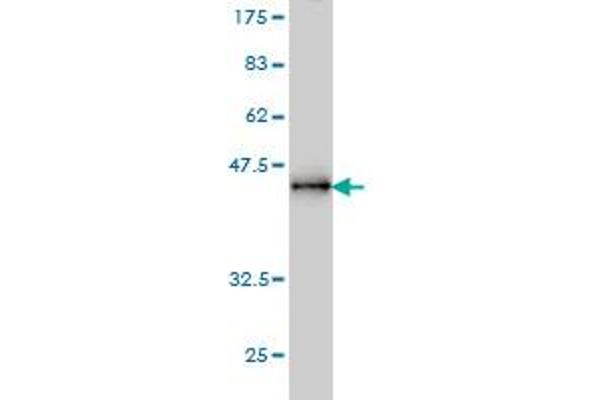 PPM1D antibody  (AA 496-605)