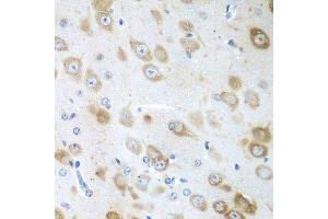 Immunohistochemistry of paraffin-embedded mouse brain using GFM1 antibody. (GFM1 antibody  (AA 482-751))