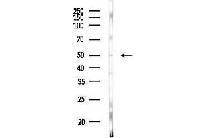 Western blot analysis of lysates from HUVEC cells(heat-shock, 45 min treatment), using KCNJ14 Antibody at 1/1000 dilution. (KCNJ14 antibody  (C-Term))
