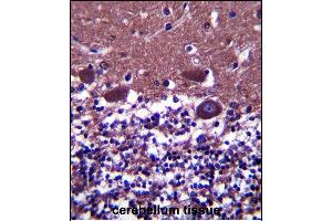 DNAL4 Antibody (N-term) (ABIN657490 and ABIN2846517) immunohistochemistry analysis in formalin fixed and paraffin embedded human cerebellum tissue followed by peroxidase conjugation of the secondary antibody and DAB staining. (DNAL4 antibody  (N-Term))