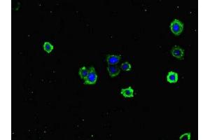 Immunofluorescent analysis of HepG2 cells using ABIN7171353 at dilution of 1:100 and Alexa Fluor 488-congugated AffiniPure Goat Anti-Rabbit IgG(H+L) (TCL1A antibody  (AA 1-90))