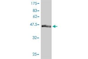 Western Blot detection against Immunogen (46. (UBTD2 antibody  (AA 1-190))