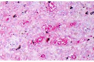 Anti-IL-10 antibody IHC staining of human spleen, macrophages. (IL-10 antibody)