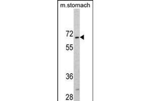 CREB3L1 antibody  (C-Term)