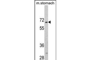 Western blot analysis of CREB3L1 Antibody (C-term) (ABIN390517 and ABIN2840870) in mouse stomach tissue lysates (35 μg/lane). (CREB3L1 antibody  (C-Term))