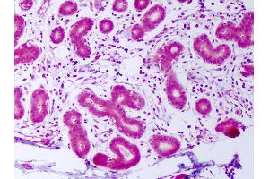 Anti-PDGFA antibody IHC of human breast, epithelium.